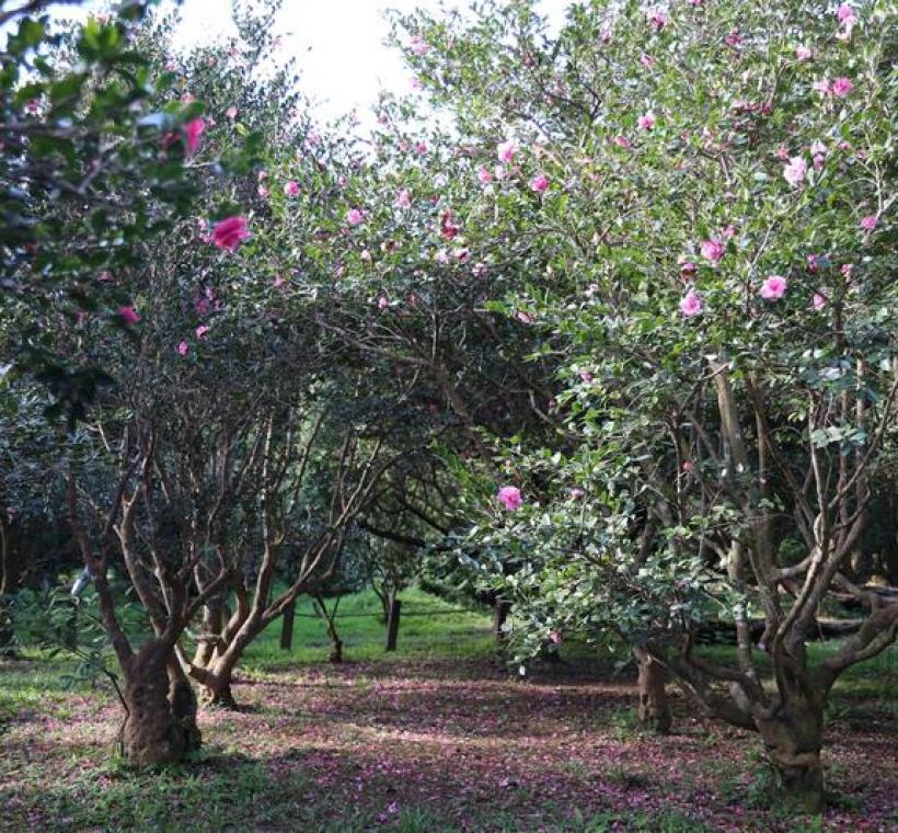 茶梅花開，落花也在地面寫下柔美的痕跡。