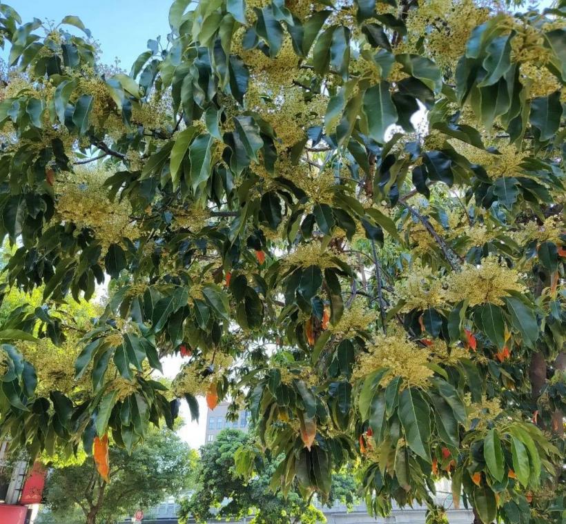 (圖12) 錫蘭橄欖雖然花冠徑1公分，不過每花軸可著生60枚小花，近看非常壯觀