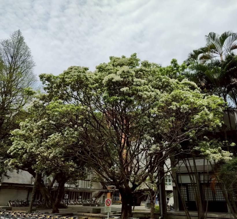 臺灣大學校園內的流蘇樹開花