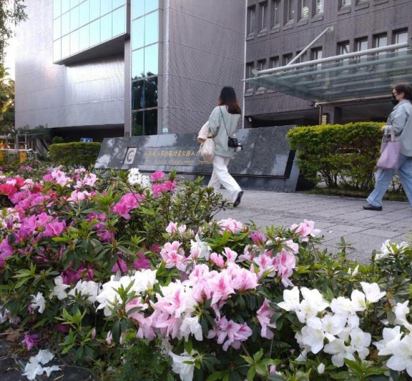 新生南路上杜鵑花花海
