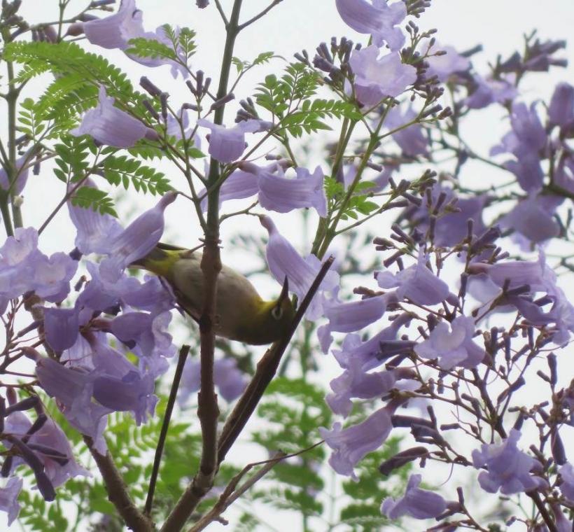 天母浪漫亭藍花楹蟲鳥訪花。