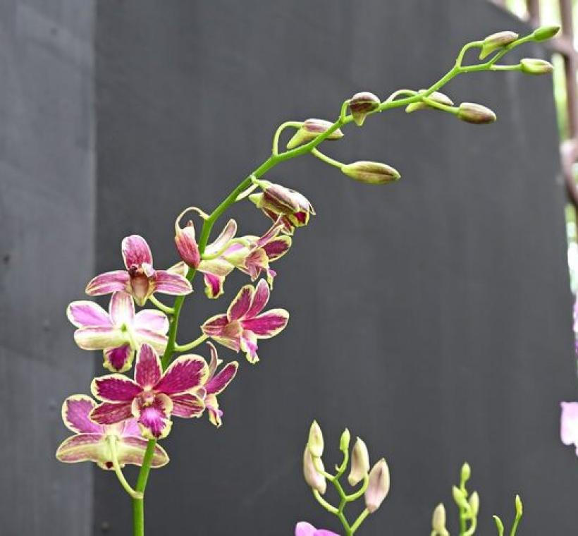 紫紅花瓣鑲金邊的「大黃潑」石斛蘭，花型碩大，花期長達兩個月，為組盆花禮首選