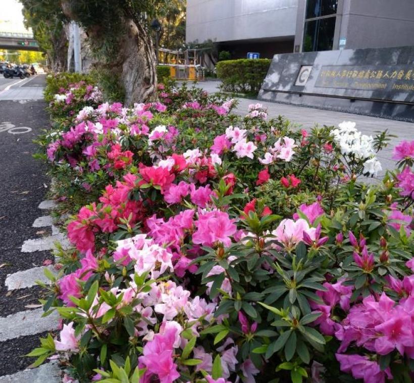  新生南路上杜鵑花花海