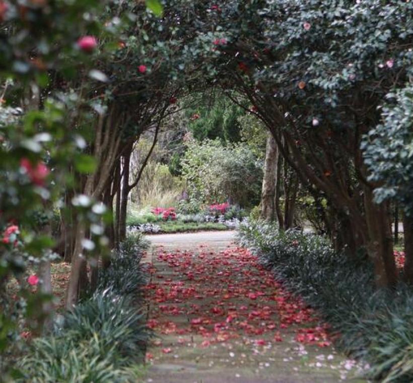 「台北茶花展」樹齡超過一甲子的茶花林是極具特色的花季景點