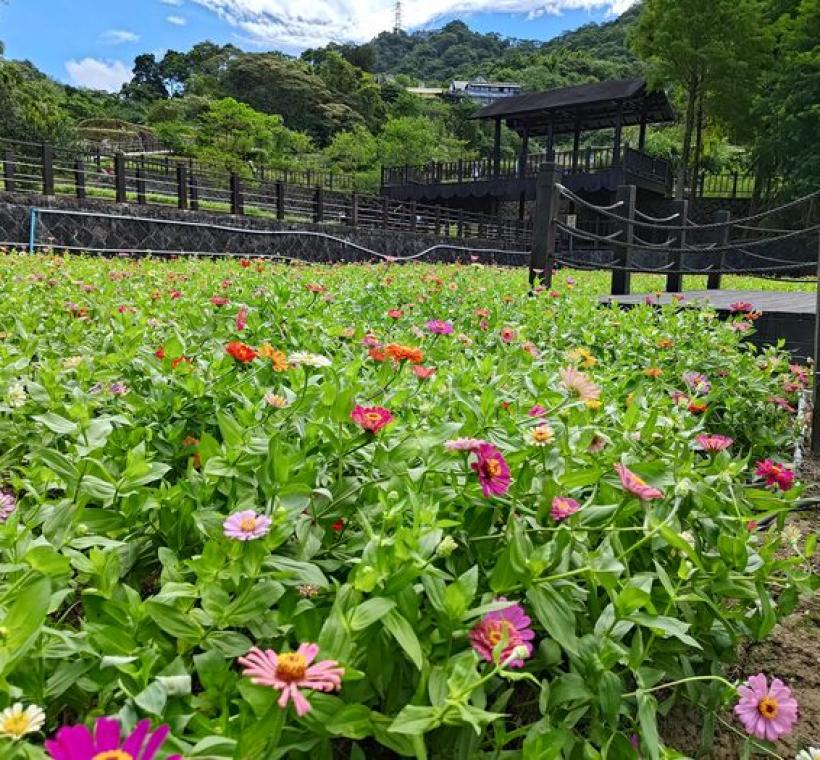 彩雲亭花況