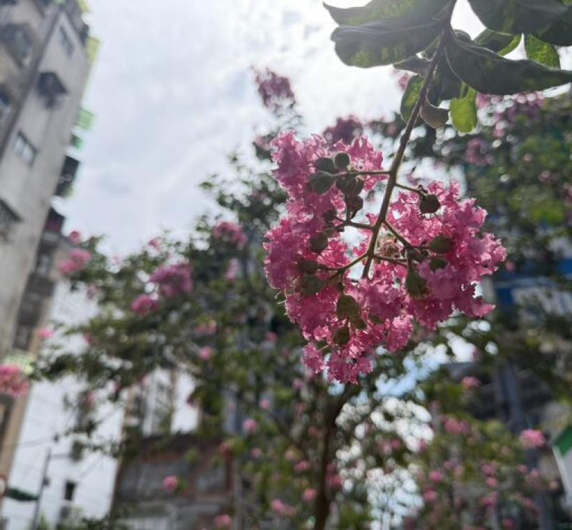 貴陽街桃粉色紫薇風情形塑浪漫