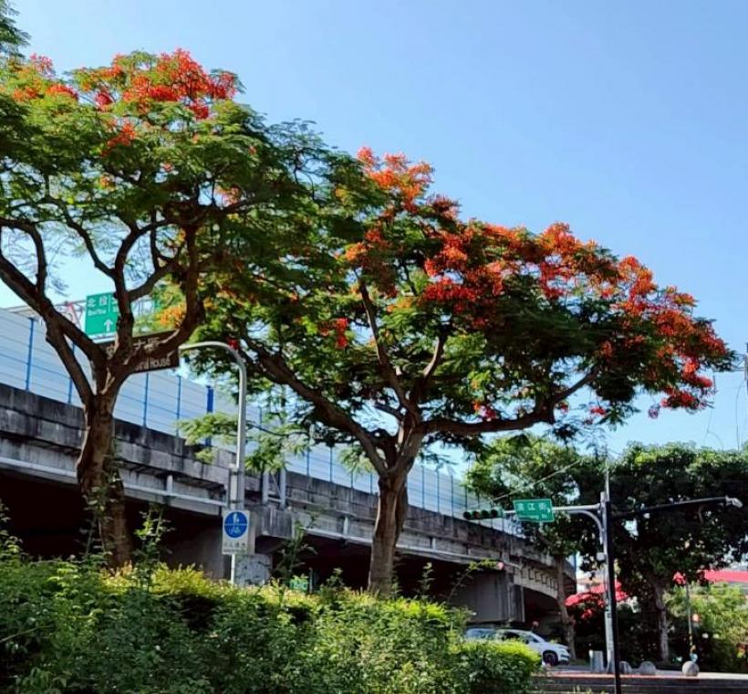 花博公園新生園區則以寬闊草地與花影相互映襯，呈現悠閒愜意的夏日氛圍