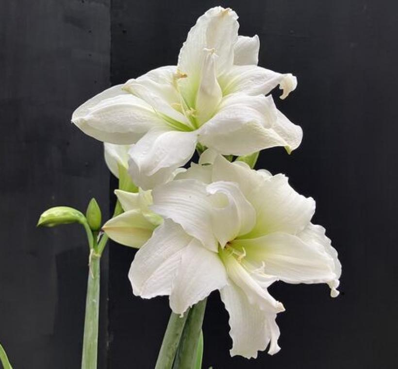 盛開時花瓣邊緣會呈現微捲的「雪山」孤挺花