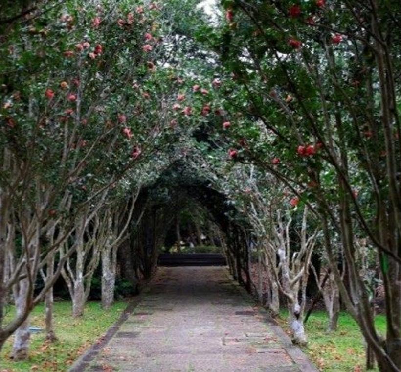 茶花隧道