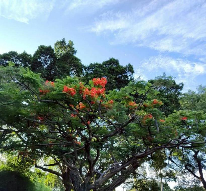 安康公園有數株鳳凰木綻放火紅花朵，為城市角落妝點出浪漫而熱情的夏季色彩