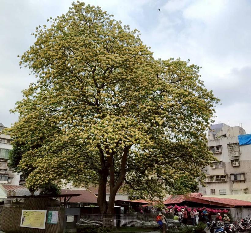 溫州街魚木賞花秘境藏身大安區大學里巷弄，據聞是約40年前台電員工誤把珍貴魚木當成菩提樹偶然種下，成為現今特色風景