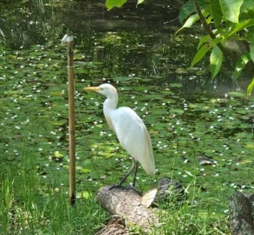 大安森林公園生態池的小白鷺，可愛極了!