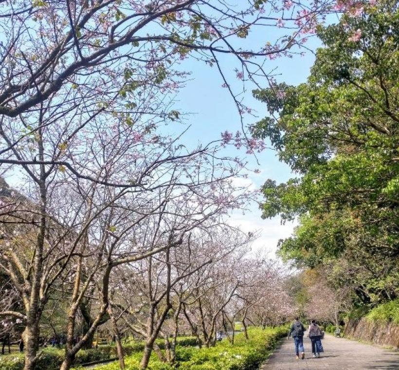 陽明公園人車分道區吉野櫻-1