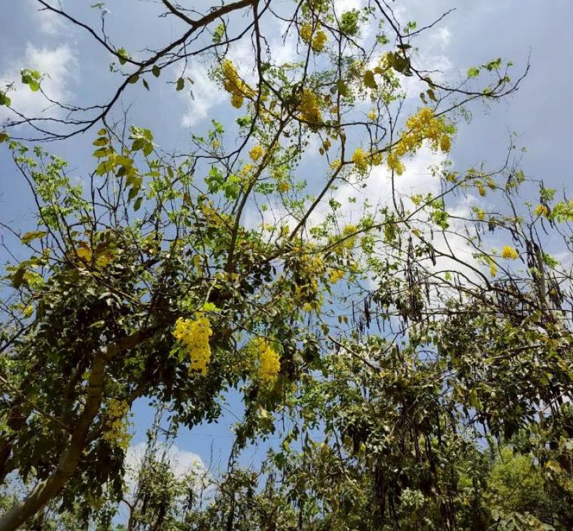 美崙公園滿樹金黃與遍地花影交織而成的夏日風景