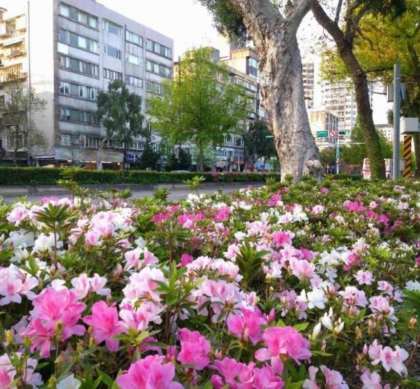 臺灣大學一旁新生南路上杜鵑花花海