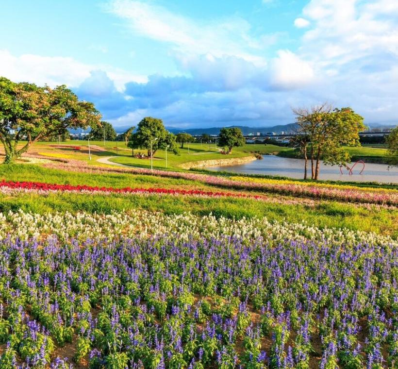 美堤河濱花海 康芮颱風前花況（3）