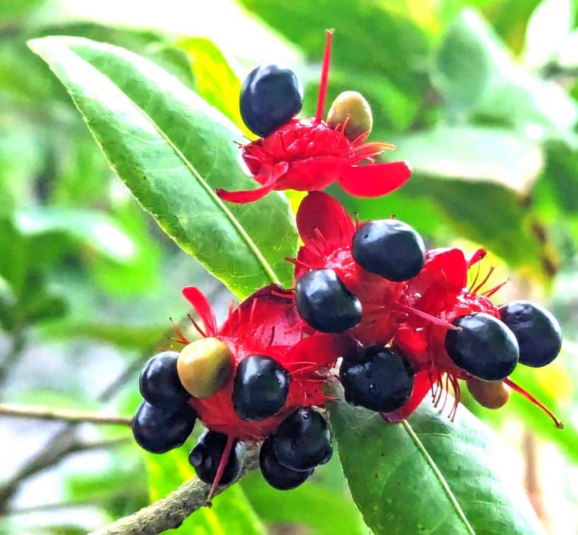 圖7米老鼠樹豔紅色花萼與胎座襯托黑色果實，可以引誘鳥類取食。