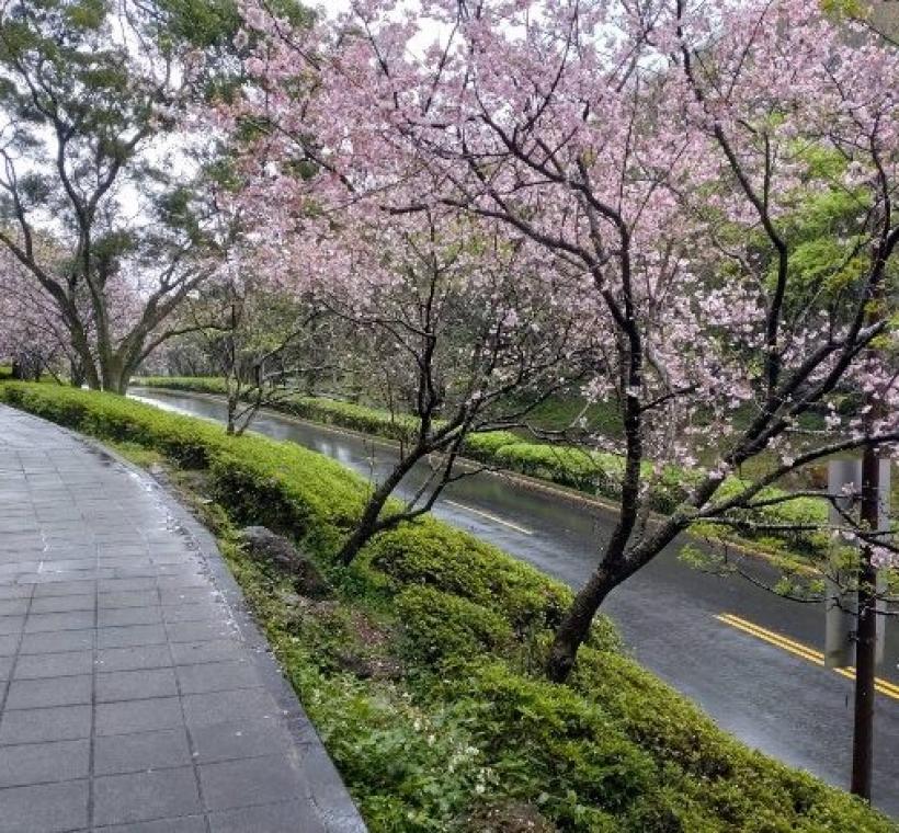 陽明公園人車分道區吉野櫻-3