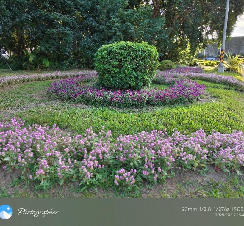 千日紅的花色表現佳，拼色方式也能展現不同的空間氣質