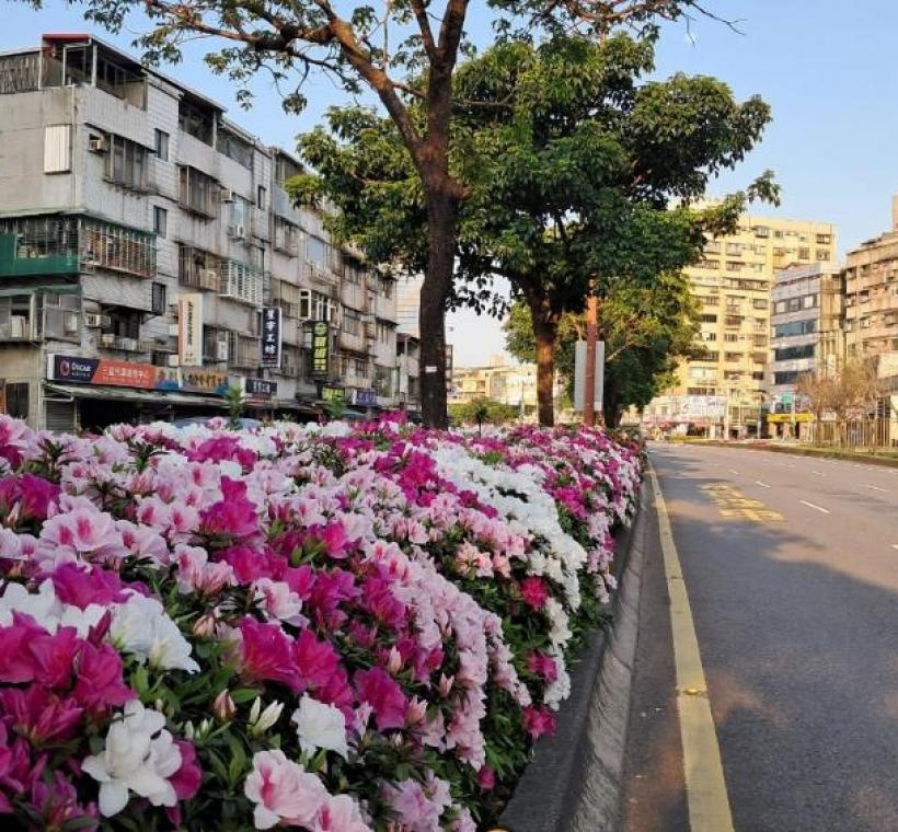  艋舺大道杜鵑已盛開