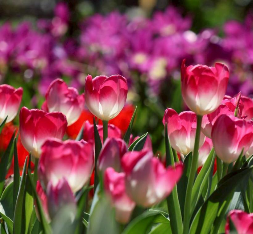 混色搭配鬱金香呈現多層次的美感