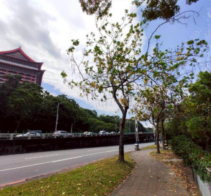 中山北路阿勃勒金黃與遍地花影交織而成的夏日風景
