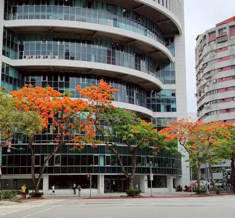 仁愛圓環鳳凰木盛開，濃烈花景交織成夏日最動人的城市風景