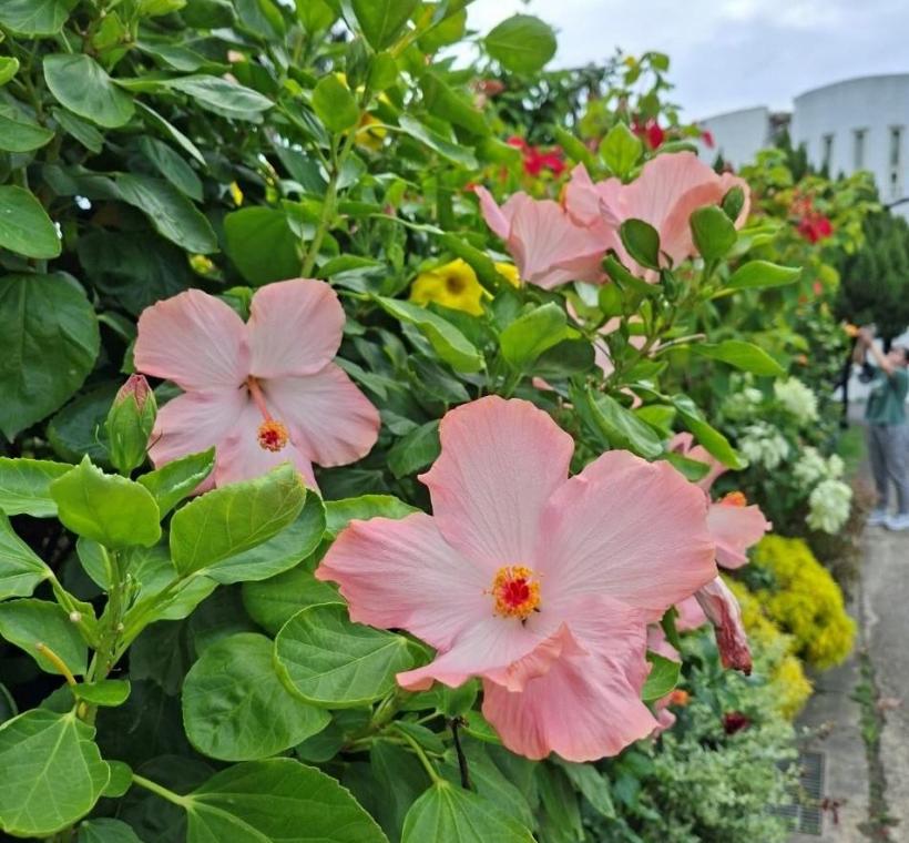陽光為扶桑花添上鮮豔色彩，一朵朵綻放於園區各個角落，洋溢著迷人的南國氣息。