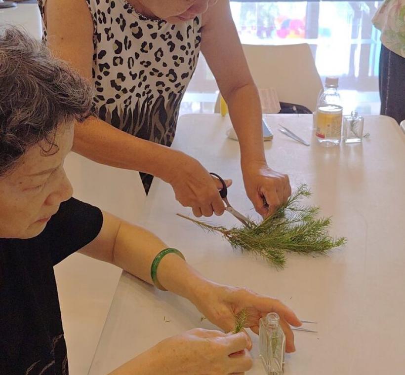 將茶樹枝條修剪成適當長度作為芳香瓶主香來源。