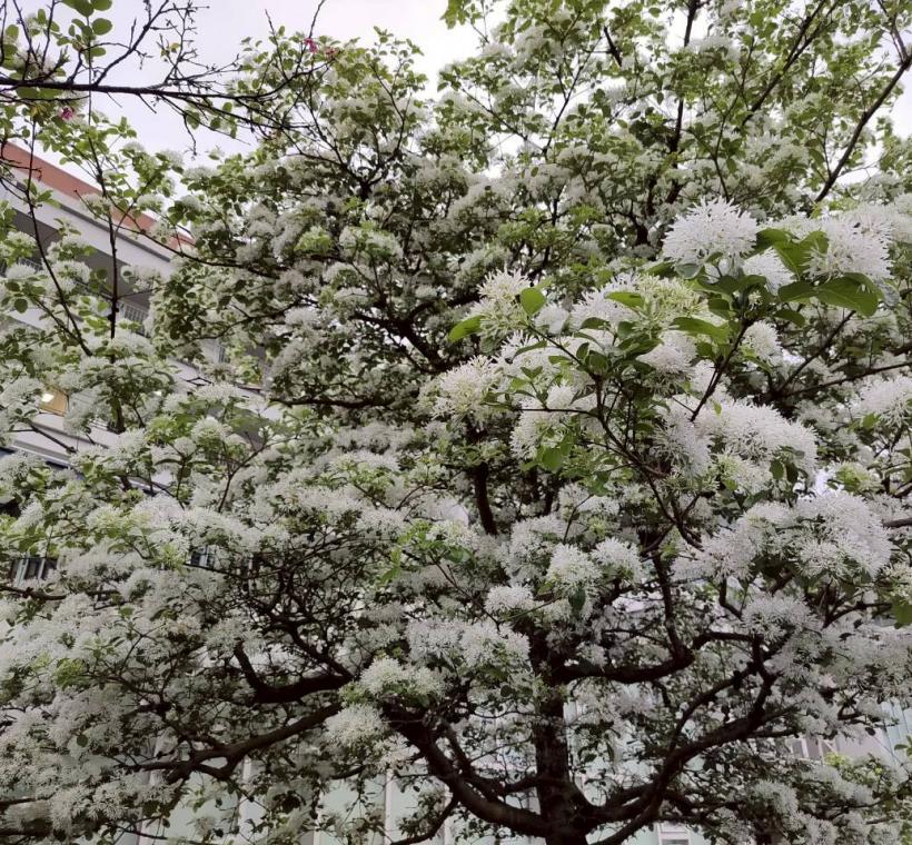  新生南路及臺灣大學校園流蘇上，無垢的雪白花朵爭顯恐後的綻放，歌頌著春末爛漫時光