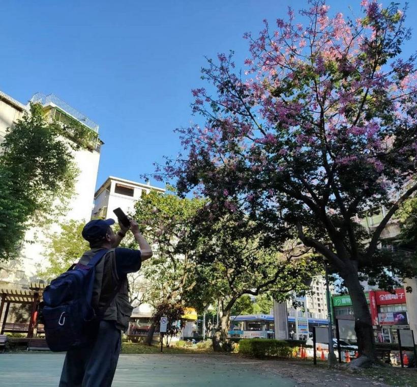 秋意漸濃，臺北街頭卻迎來一場美人樹繽紛的秋日花景(文德1號綠地)