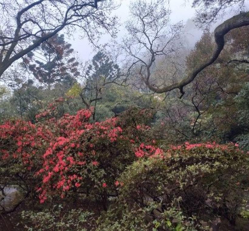 陽明公園遊客中心周邊區域杜鵑花