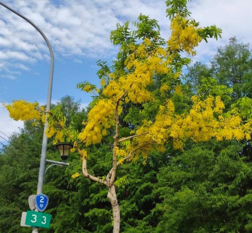 福林路阿勃勒金黃與遍地花影交織而成的夏日風景