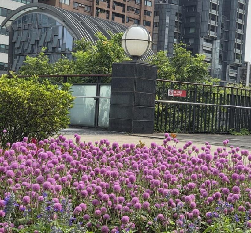 圖1.大安森林公園3號捷運站出口旁，於風中輕輕搖曳的圓仔花