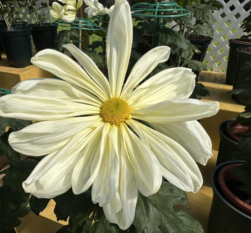 象徵日本皇家徽章的「山之白十字」一文字菊