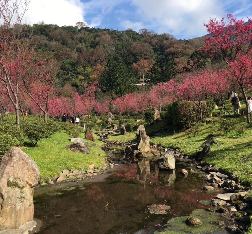 陽明公園櫻花溪流區