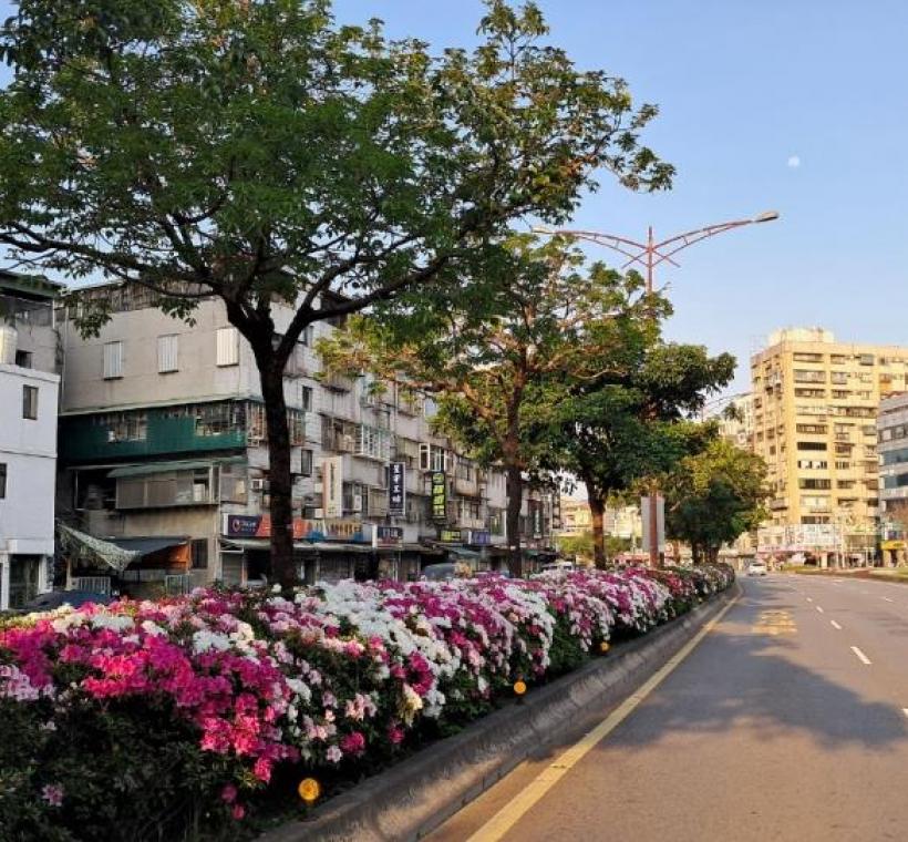 艋舺大道杜鵑盛開情形