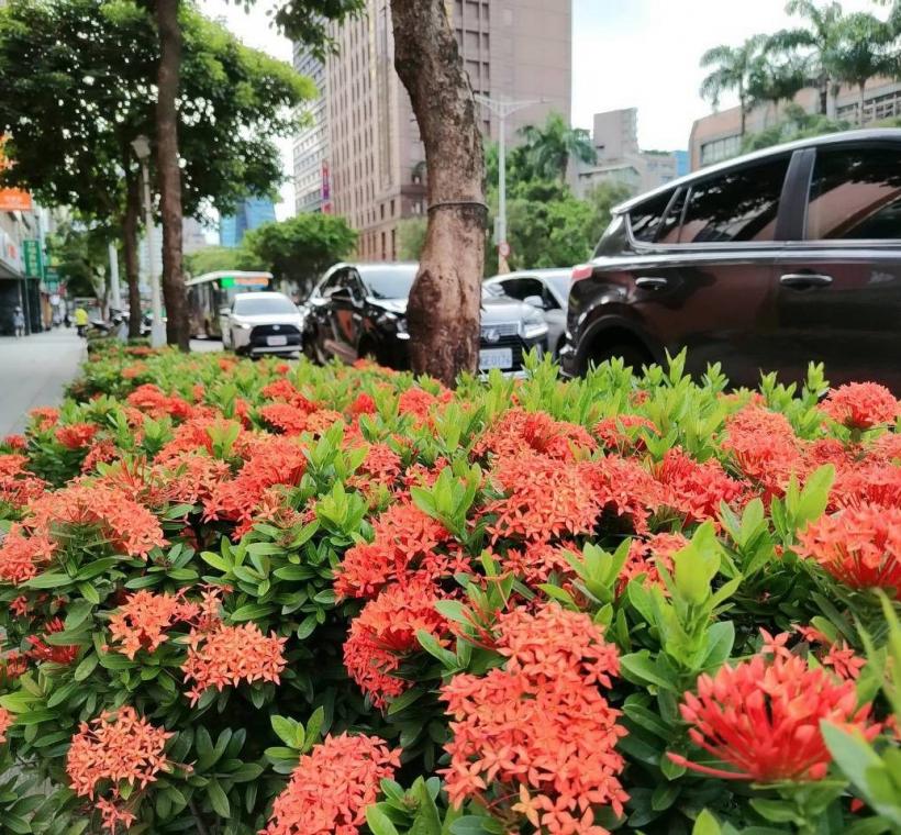 忠孝東路新生南路口矮仙丹花迎風盛放，彷彿將夏日的熱情凝聚成一團團絢麗花火，在道路分隔島、綠帶及街角綠地綻放耀眼光彩