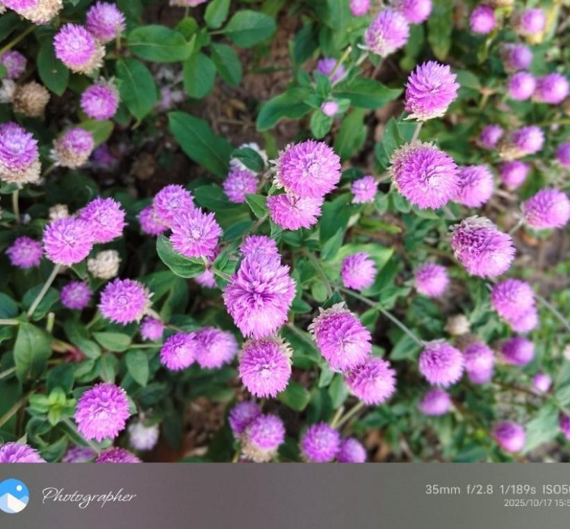 千日紅造型可愛吸睛，亦稱為「圓仔花」，花團錦簇點綴生活角落讓市區綠意盎然。