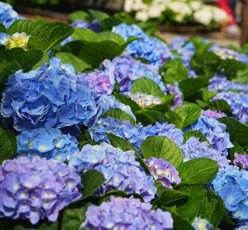 .大安森林公園杜鵑花心心繡球花-法波羅FABOLO