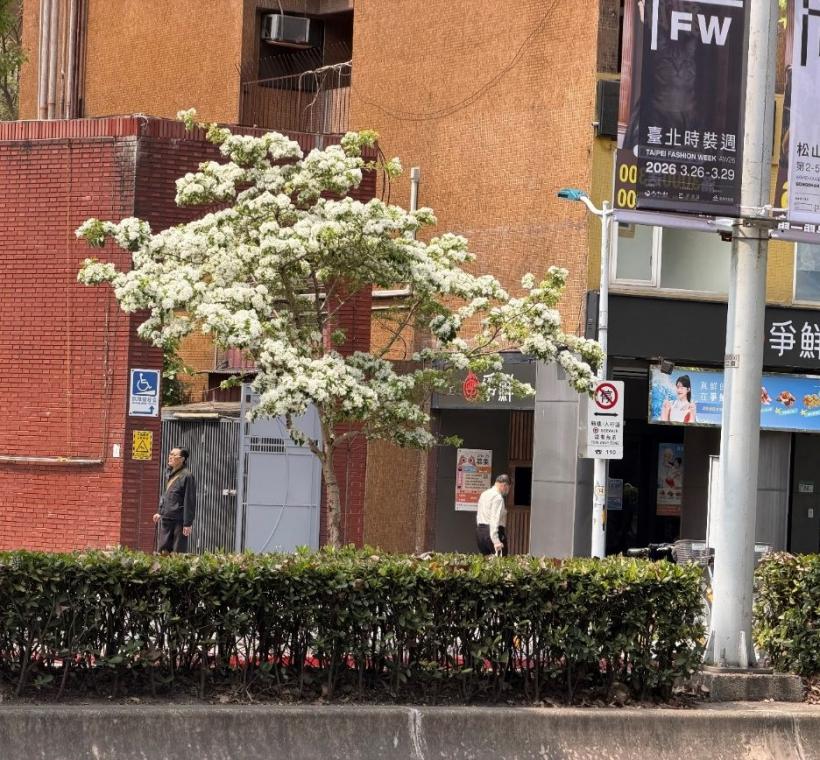 紅磚牆前流蘇花開正盛，譜寫出城南街頭專屬的春日時尚