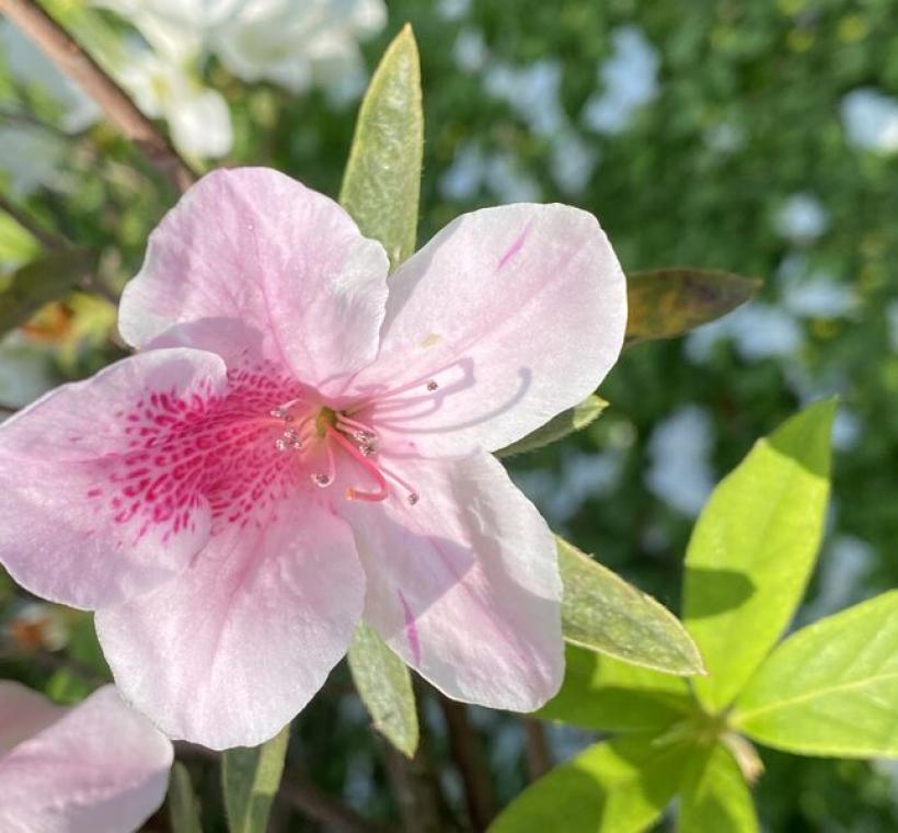 平戶杜鵑「粉白杜鵑」粉紅色花而花心帶有紅色斑點。