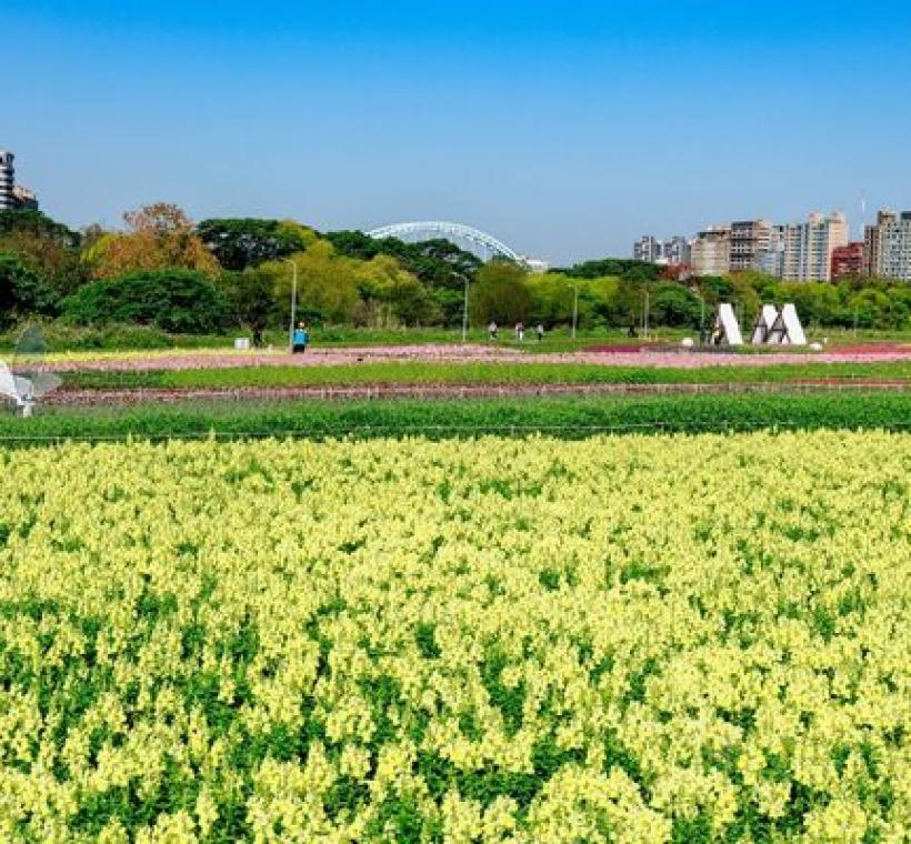 古亭河濱花海 繽紛綻放中