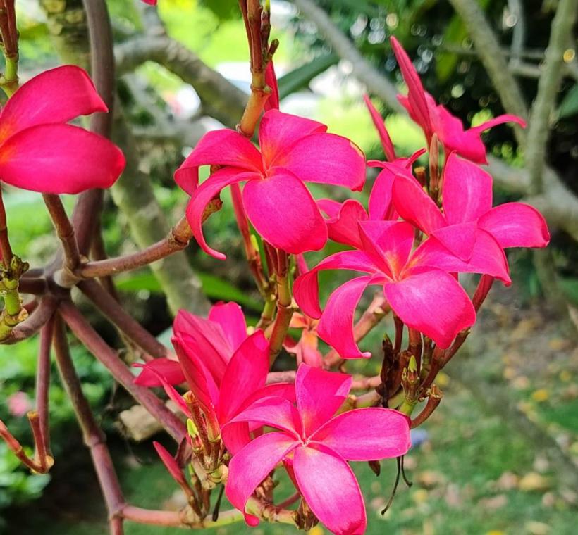  雞蛋花紅花品種則如晚霞般熱情絢麗，花朵綻放枝頭、清香隨風飄散，吸引不少民眾駐足欣賞、拍照留念