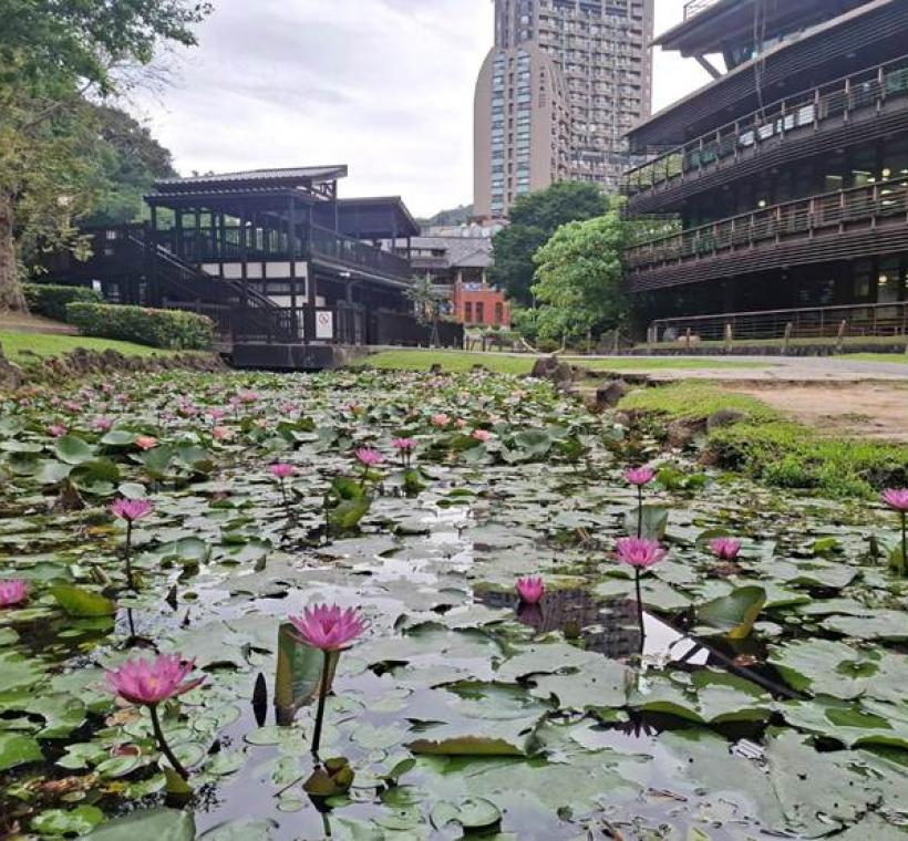 宛如臺灣地形形狀之睡蓮池