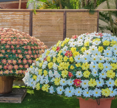 菊然是這樣菊然是這樣