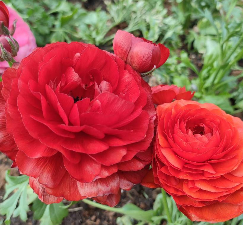 瑰麗無極限-陸蓮花身形纖細，但花形十分華麗大氣。