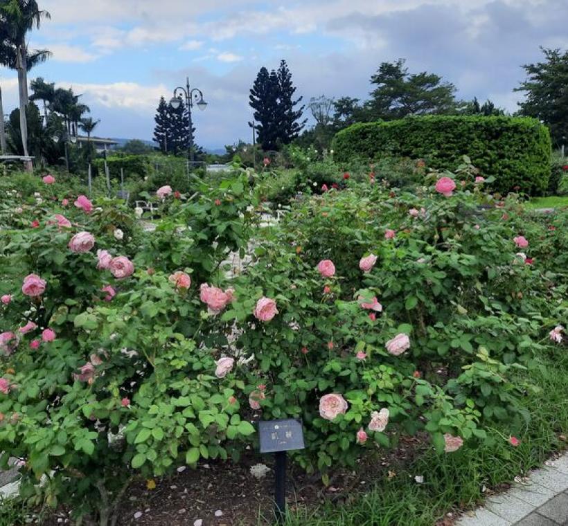 「凱麗」是奧斯汀所育種的英國玫瑰，具有四季開花特性。