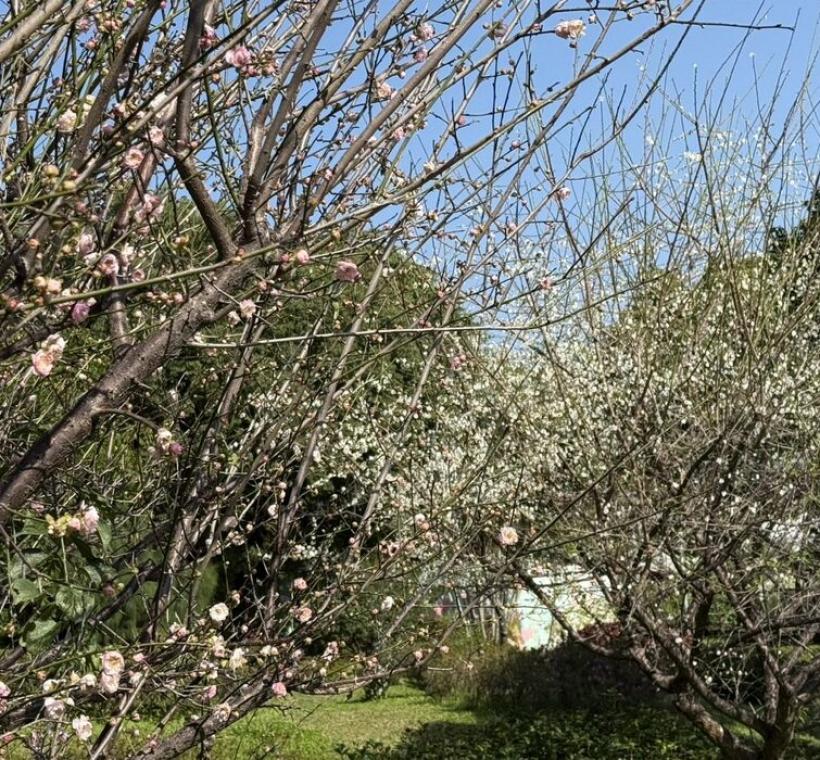 綠化教室外側白梅、粉梅齊放