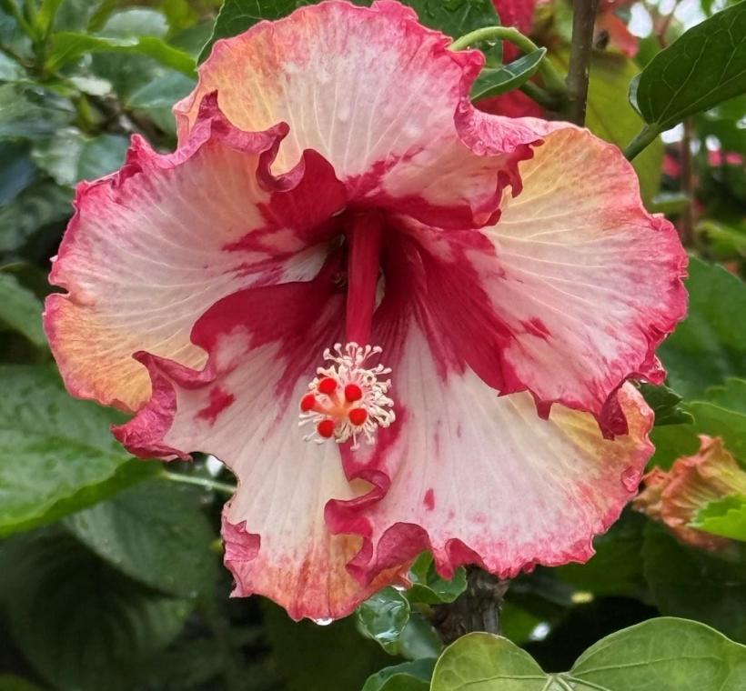 扶桑花又名朱槿，是典型熱帶花卉，獨特的漏斗形花冠向外舒展，長長的花絲從花心探出。
